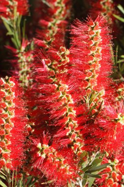 güzel kırmızı çiçekler Callistemon portre. dikey