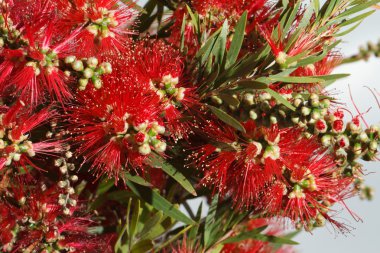 güzel kırmızı çiçekler callistemon portre. Yatay