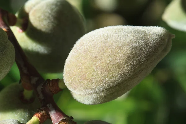 Green unripe almonds horizontal. close-up — Stock Photo, Image