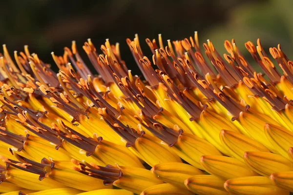 Belles fleurs tropicales Kniphofia gros plan — Photo