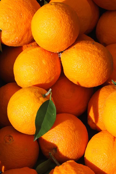 Harvest of fresh oranges close-up. vertical — Stock Photo, Image