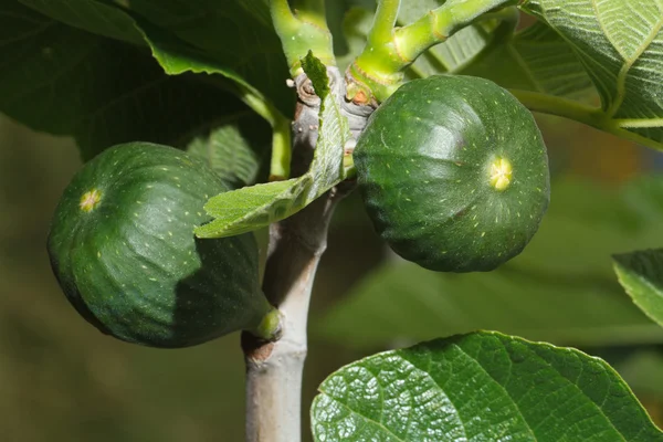 Green figs on the tree close-up. horizontal — Stock Photo, Image