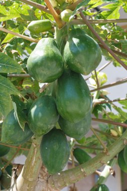 Olgunlaşmamış meyve yakın çekim ile papaya ağacı.
