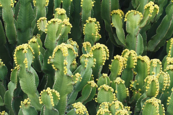 Euphorbia resinifera cactus avec fleurs gros plan — Photo