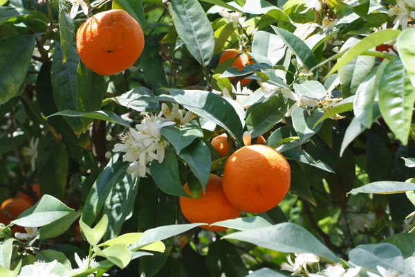 Мандаринское дерево с спелыми фруктами и цветами крупным планом — стоковое фото
