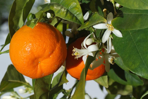 Спелые мандарины и цветы на дереве горизонтальные, на открытом воздухе — стоковое фото