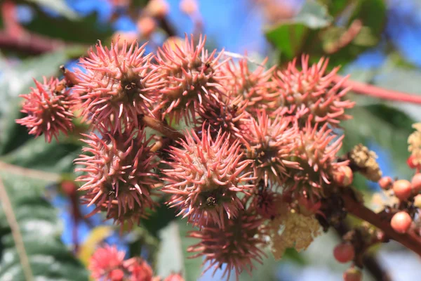 Castor oil plants with fruit close-up. horizontal — Stock Photo, Image