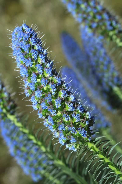 Hermosas flores echium fastuosum en el jardín —  Fotos de Stock