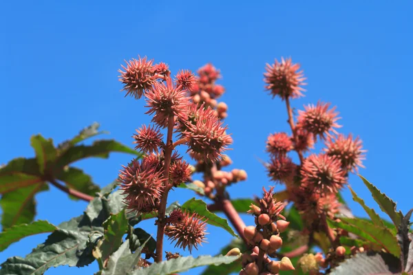 Castor oil plants with fruits on a sky background — Stock Photo, Image