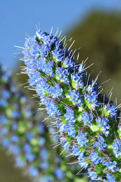 Belles fleurs echium fastuosum dans le jardin gros plan — Photo