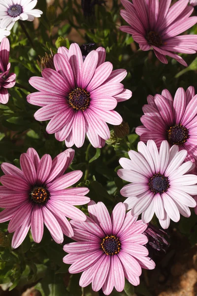 Krásné růžové daisy detail, vertikální — Stock fotografie