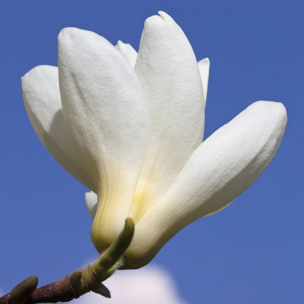Magnolia biała kwiat przeciw błękitne niebo, makro — Zdjęcie stockowe