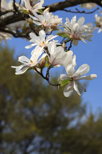Spring flowering white magnolia closeup vertical — Stock Photo, Image