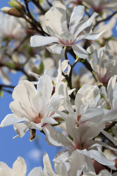 Magnificent white magnolia blossom close-up vertical — Stock Photo, Image