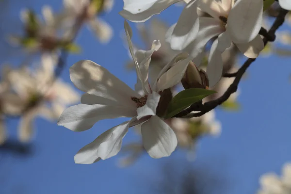 Magic white magnolia blossom close-up horizontal — Stock Photo, Image