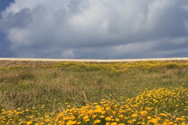 Bahar çiçek açması alan ve mavi gökyüzü.