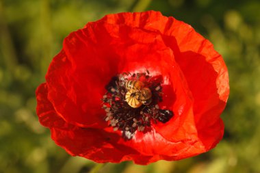 Sahada bir çiçek kırmızı haşhaş makro