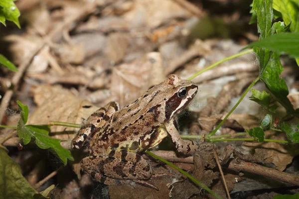 지상에 모이 라 temporaria 개구리 근접 촬영. — 스톡 사진