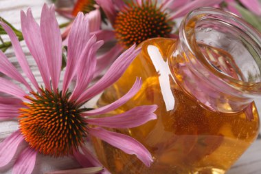 Echinacea purpurea makro yatay tentür