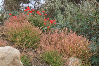 Vahşi haşhaş ve çalılar buzlu. Yatay