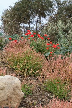 Vahşi haşhaş ve çalılar buzlu. Dikey