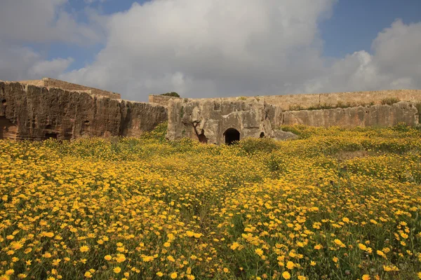 Kwiat pole w starożytnych grobowcach królów w Paphos, Cypr — Zdjęcie stockowe