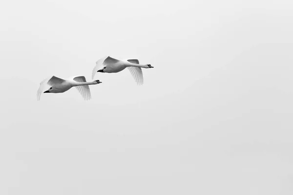 Пара Лебедей Cygnus Olor Полете Черно Белая Фотография Копирование Пространства — стоковое фото