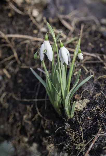 겨울에서 이른 snowdrops — 스톡 사진