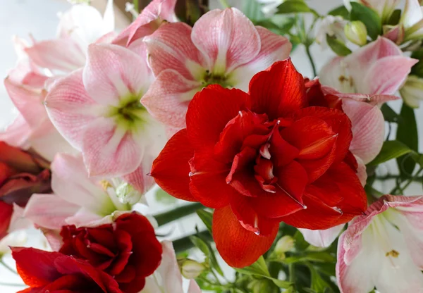 Amaryllis flowers in red and light pink — Stock Photo, Image