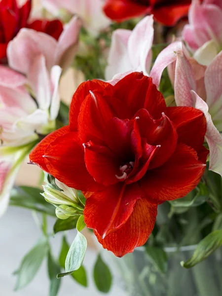 Amaryllis çiçekler kırmızı ve hafif pembe — Stok fotoğraf