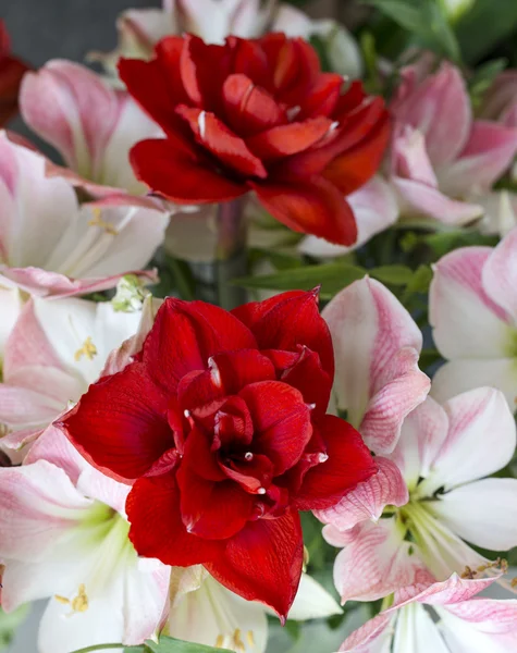 Amaryllis flores em vermelho e rosa claro — Fotografia de Stock