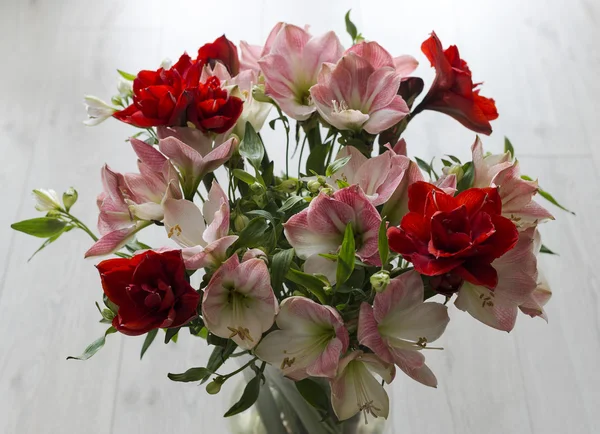 Fleurs amaryllis doubles — Photo