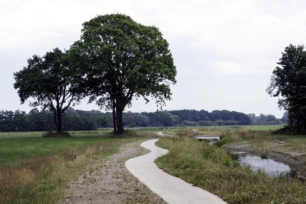 Naturaleza holandesa con grandes árboles y campos — Foto de Stock