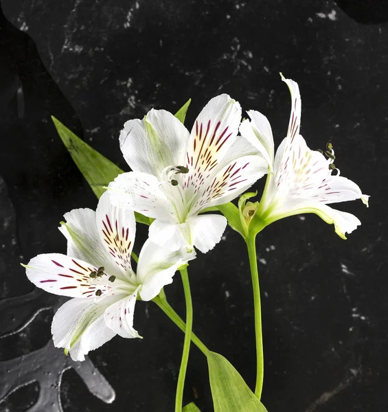 Αλστρομέριες λευκά λουλούδια — Φωτογραφία Αρχείου