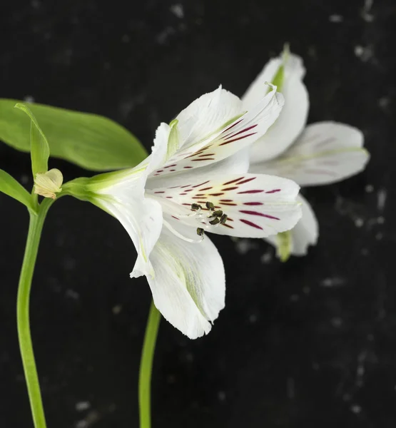 화이트 alstroemeria 꽃 — 스톡 사진