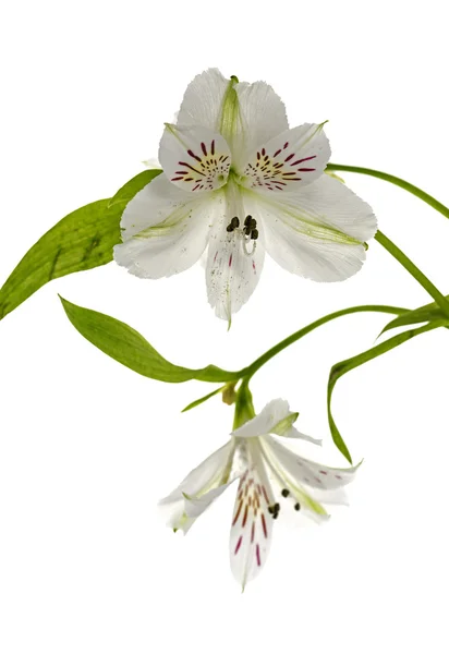 Fiori bianchi di alstroemeria — Foto Stock