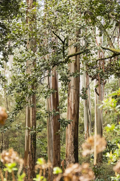 laurel trees on madeira