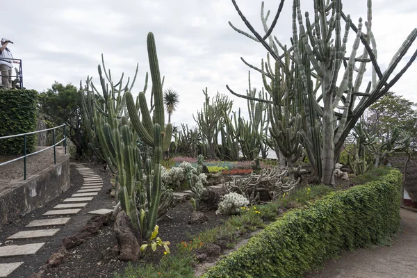 Kaktus växter i botaniska trädgården — Stockfoto