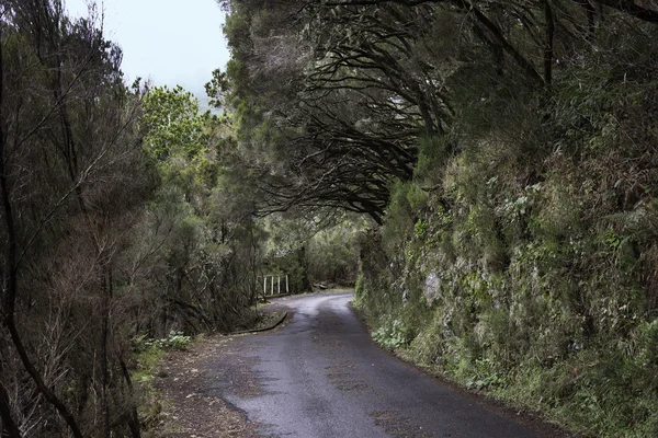 Levada do risco  madeira — Stock Photo, Image