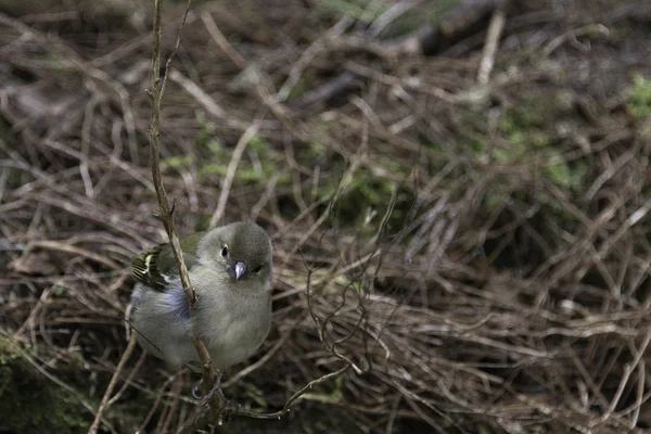 Мадейрская зубастая птица на Мадейре — стоковое фото