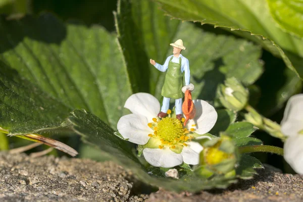 El jardinero riega las plantas — Foto de Stock