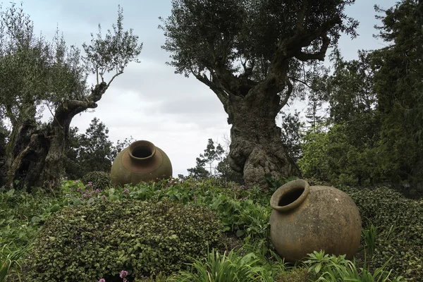 Botaniska trädgården i Funchal Madeira — Stockfoto