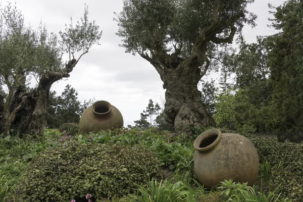 Olivos y jarrones viejos en el jardín — Foto de Stock