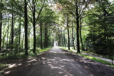 Orman lane foothpath Hollanda'da
