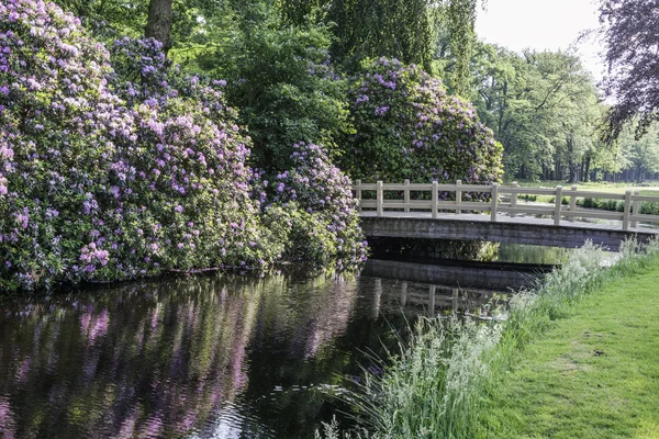 Rododendrons en houten brug in park — Stockfoto