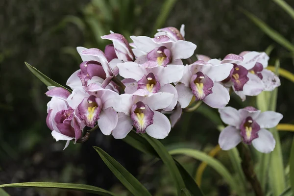Orchidea, Orchid on madeira island — Stock Photo, Image