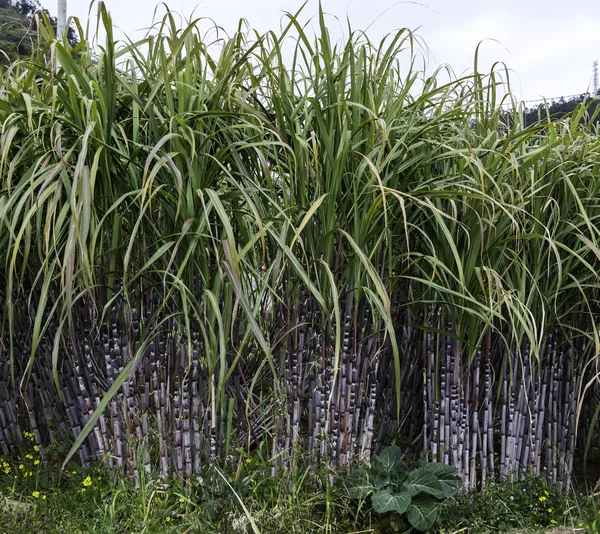 Cana-de-açúcar na natureza na madeira — Fotografia de Stock