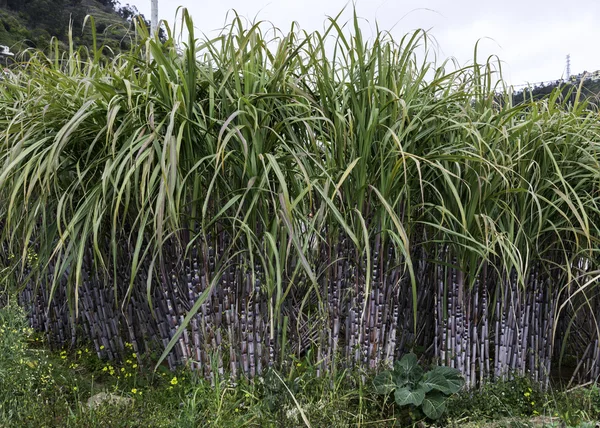 Cana-de-açúcar na natureza na madeira — Fotografia de Stock