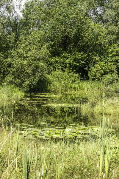 Botanická zahrada v Holandsku rucphen s rybníkem a leknín — Stock fotografie