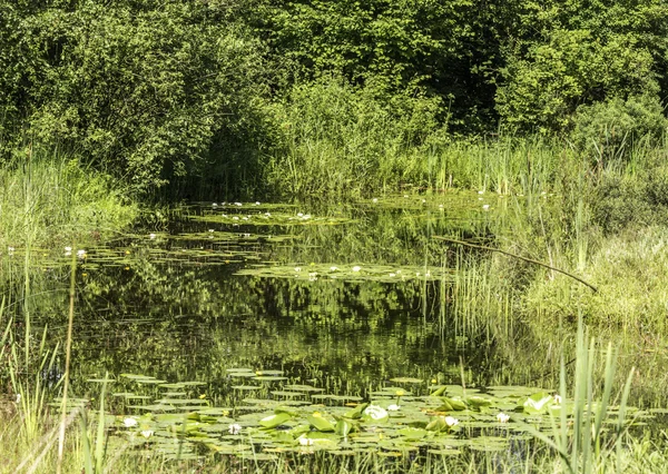 Botanická zahrada v Holandsku rucphen s rybníkem a leknín — Stock fotografie